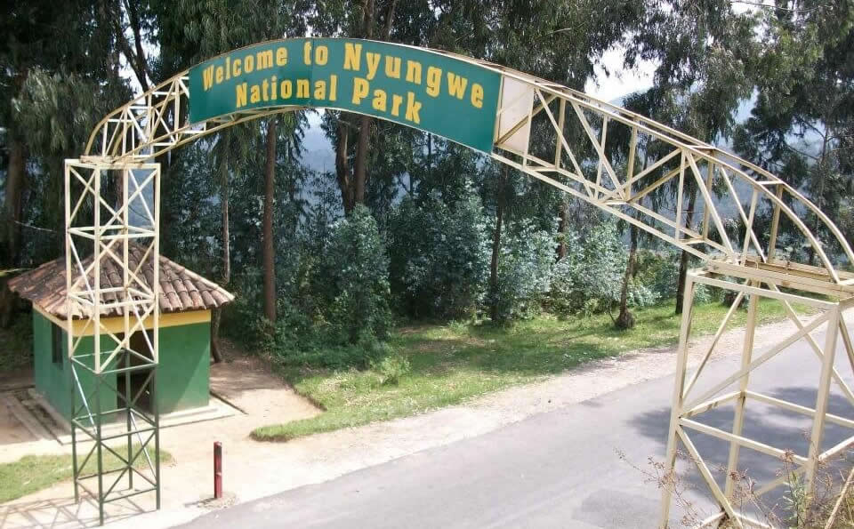 Best visit guide to Nyungwe forest park on Rwanda primate safari